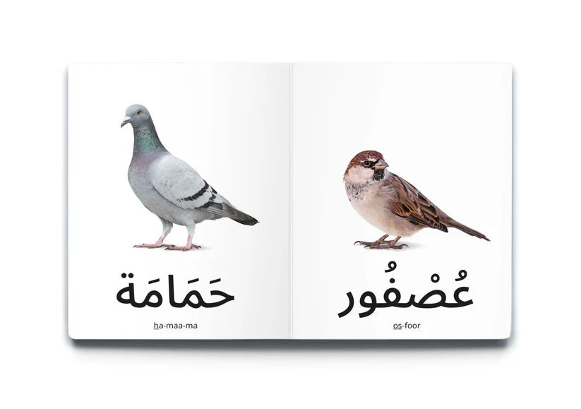 My First Words - Birds (الطُّيُور)